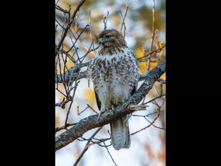 A red-tailed hawk in Stow, photographed by Guy Washburn.