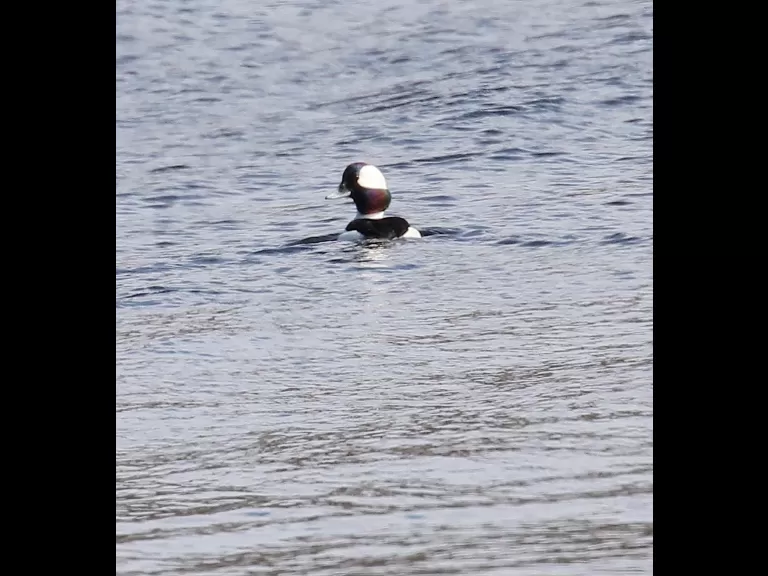 A bufflehead on the Sudbury Reservoir in Southborough, photographed by Steve Forman.