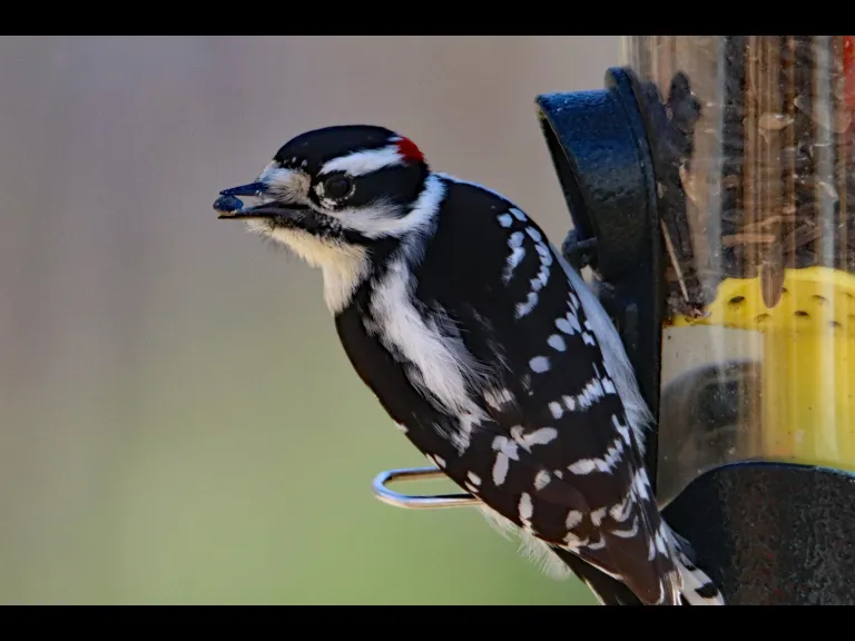 A Cooper's hawk in Bolton, photographed by Jon Turner.