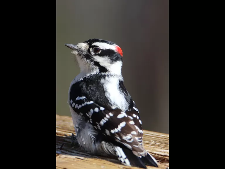 A Cooper's hawk in Bolton, photographed by Jon Turner.