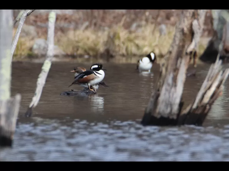 A Cooper's hawk in Bolton, photographed by Jon Turner.