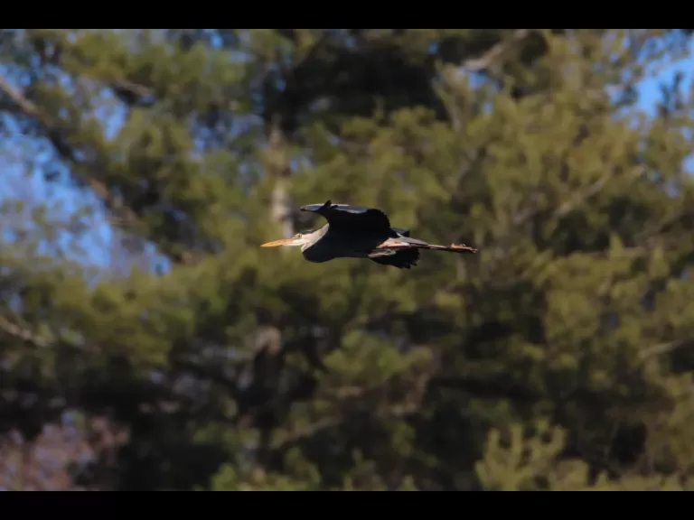 A Cooper's hawk in Bolton, photographed by Jon Turner.