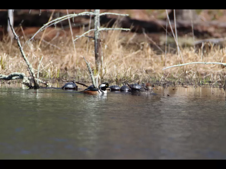Hooded mergansers and painted turtles in Bolton, photographed by Jon Turner.