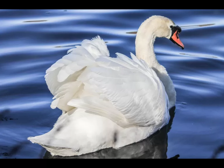 A mute swan in Grafton, photographed by Stacey Bourque.