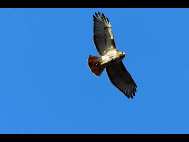 An American robin in Bolton, photographed by Jon Turner.
