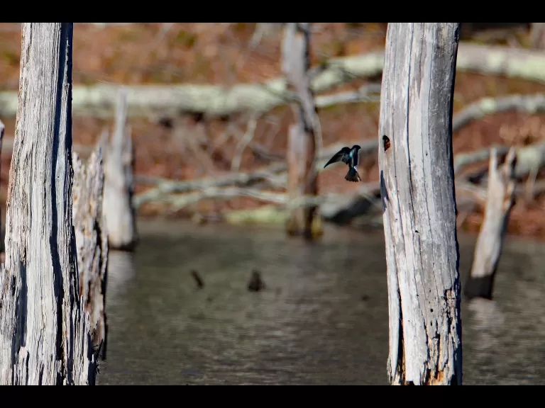 An American robin in Bolton, photographed by Jon Turner.