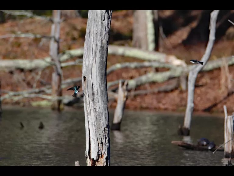 An American robin in Bolton, photographed by Jon Turner.
