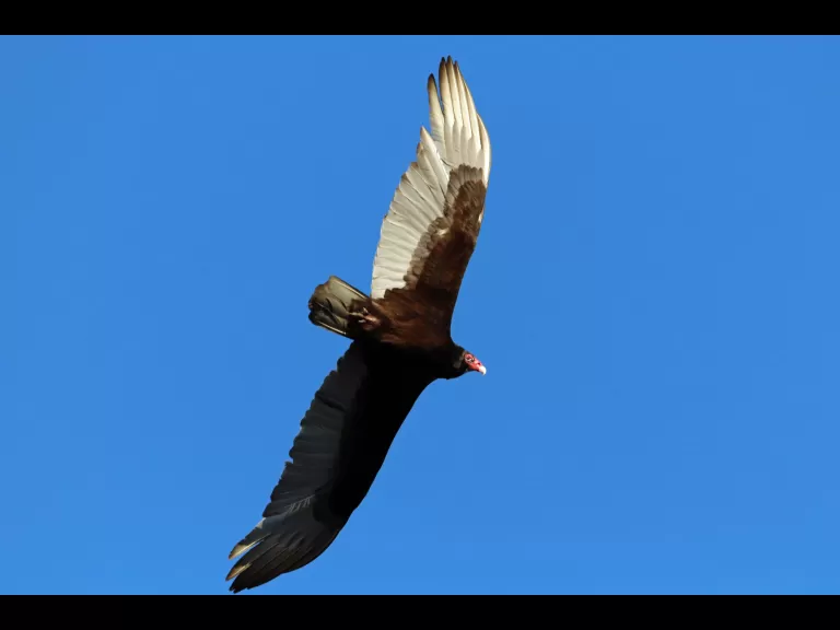 An American robin in Bolton, photographed by Jon Turner.
