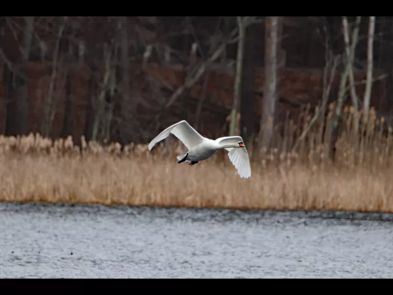 A mute swan at Delaney WMA in Stow, photographed by Jon Turner.