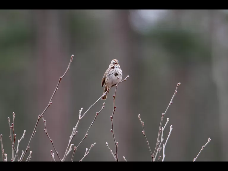 A mute swan at Delaney WMA in Stow, photographed by Jon Turner.