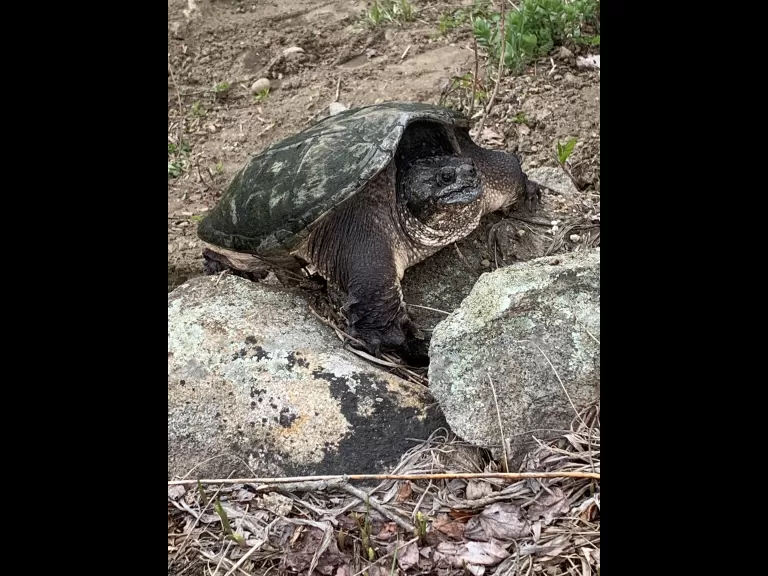 A snapping turtle in Acton, photographed by Kate Tyrrell.