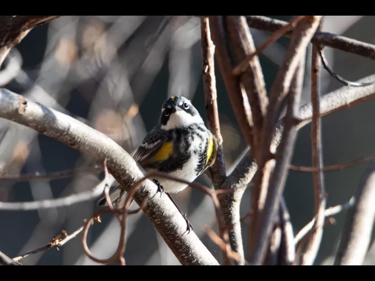 A palm warbler in Bolton, photographed by Jon Turner.
