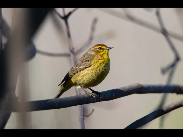 A palm warbler in Bolton, photographed by Jon Turner.