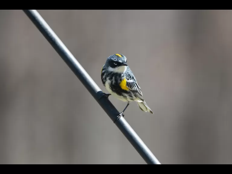 A palm warbler in Bolton, photographed by Jon Turner.