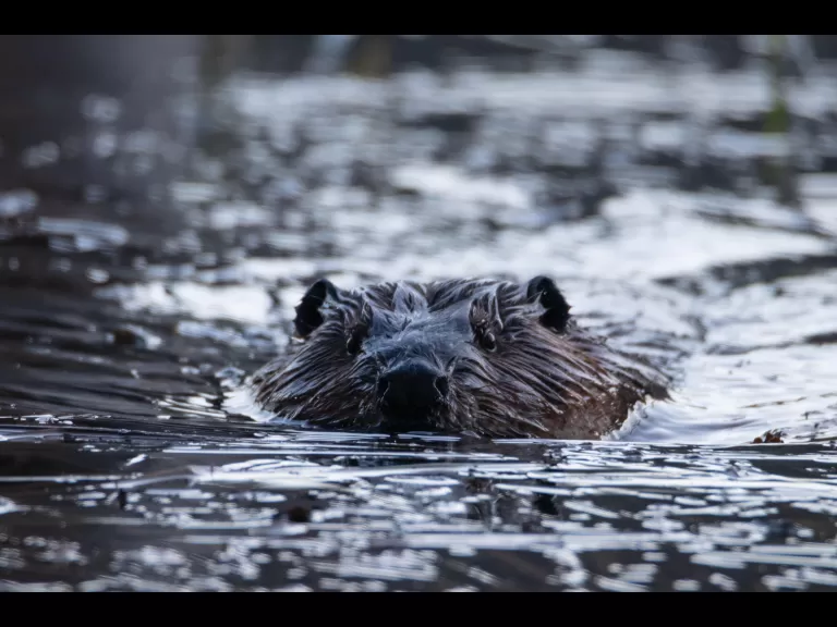 A beaver in Bolton, photographed by Jon Turner.