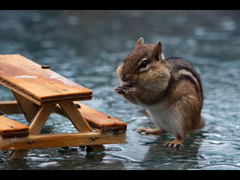 A beaver in Bolton, photographed by Jon Turner.