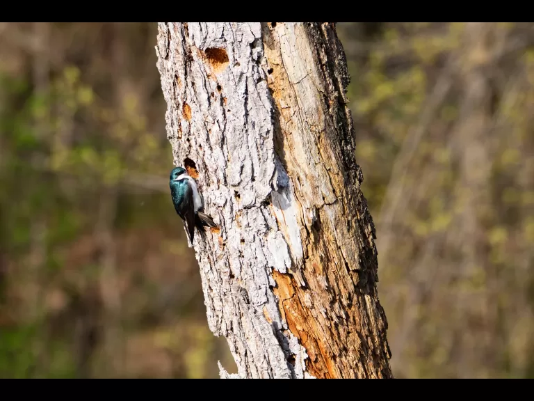A beaver in Bolton, photographed by Jon Turner.