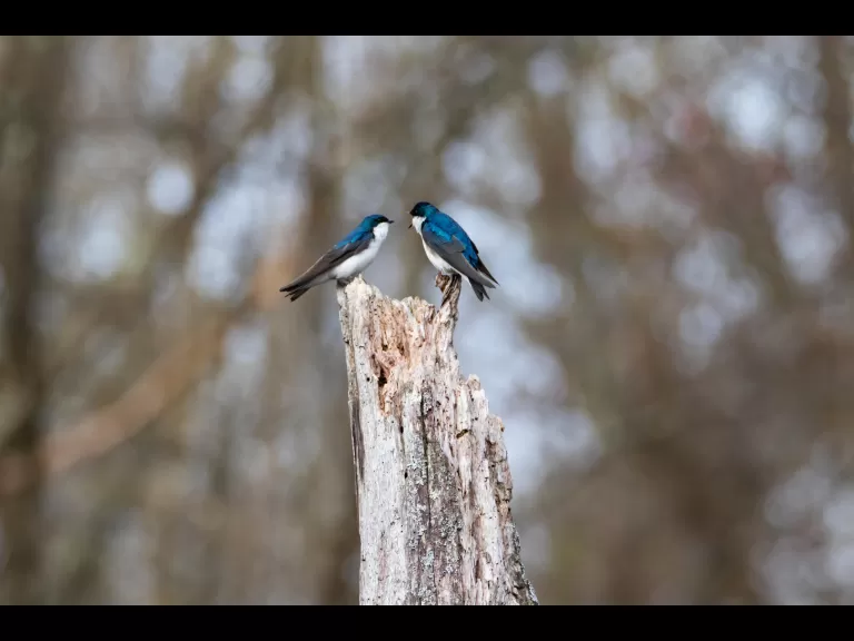 A beaver in Bolton, photographed by Jon Turner.