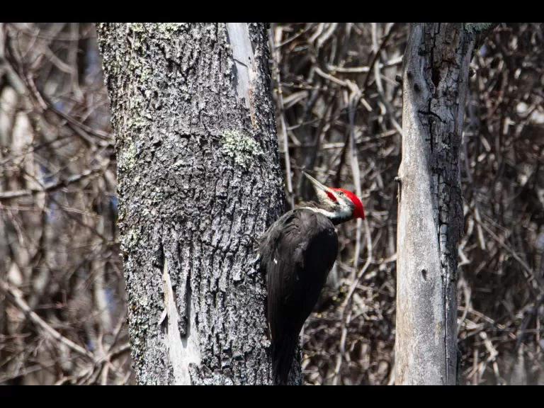 A pileated woodpecker in Stow, photographed by Jon Turner.