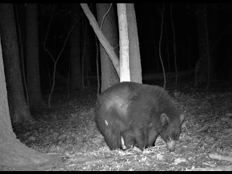 An American black bear in Harvard, photographed using an automatically triggered wildlife camera by Robin Right.