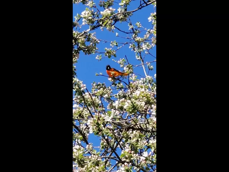 A Baltimore oriole in Stow, photographed by Ruth Kennedy Sudduth.