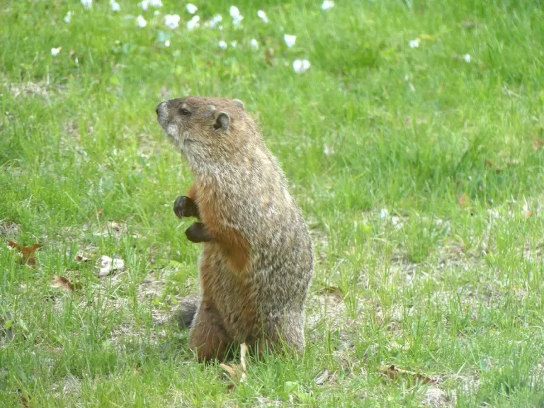 A woodchuck in Lincoln, photographed by Harold McAleer.