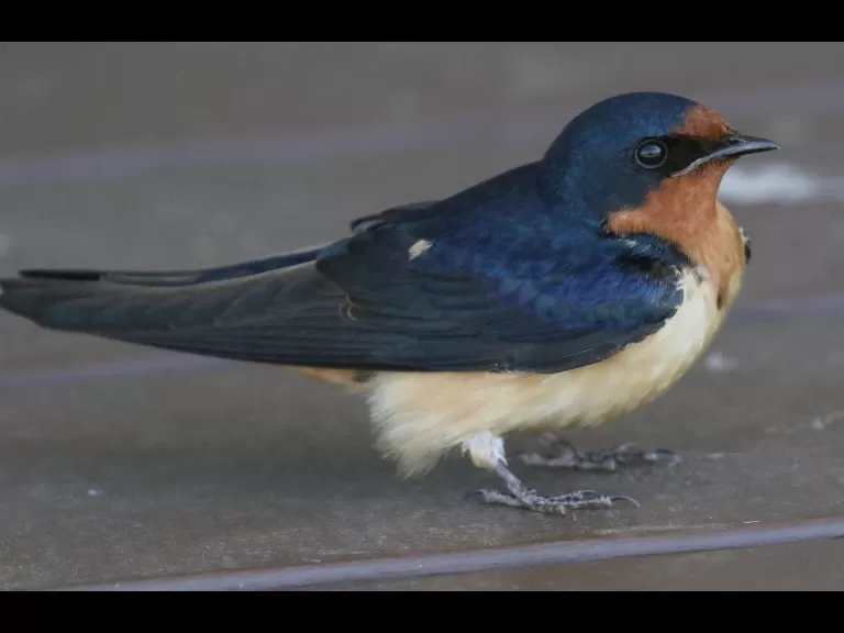 A barn swallow at Hopkinton State Park, photographed by Steve Forman.