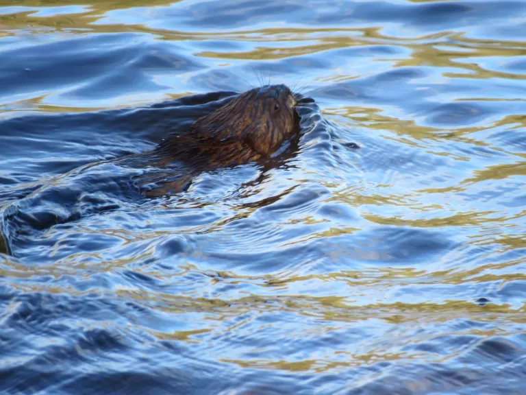A muskrat at Dell Park Cemetery in Natick, photographed by Mary Hudson.