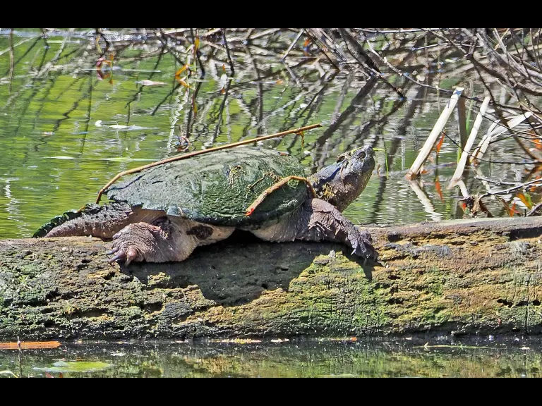 A snapping turtle in Sudbury, photographed by Joan Chasan.