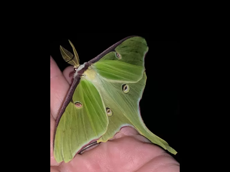 A luna moth in Concord, photographed by Dawn Dentzer.
