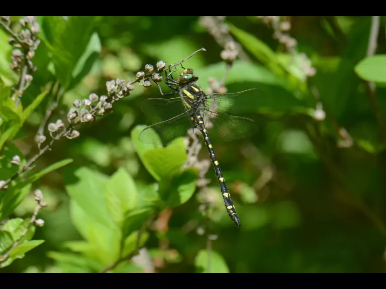 A twin-spotted spiketail dragonfly at Garden in the Woods in Framingham, photographed by Greg Dysart.