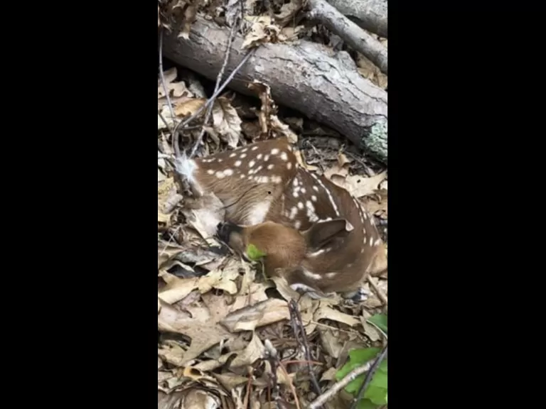 A white-tailed deer fawn at Delaney Wildlife Management Area in Stow, photographed by Adam Nichols.