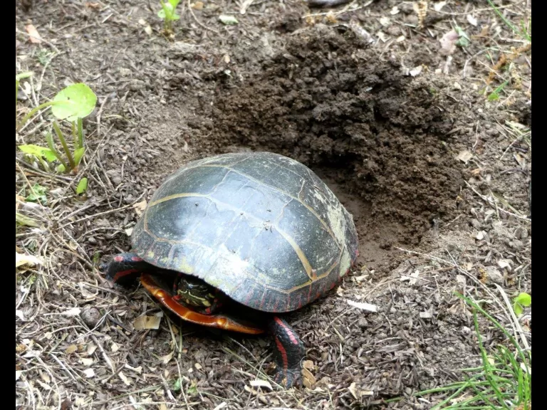 A painted turtle in Lincoln, photographed by Harold McAleer.