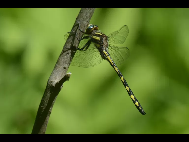 A delta-spotted spiketail at Garden in the Woods in Framingham, photographed by Greg Dysart.