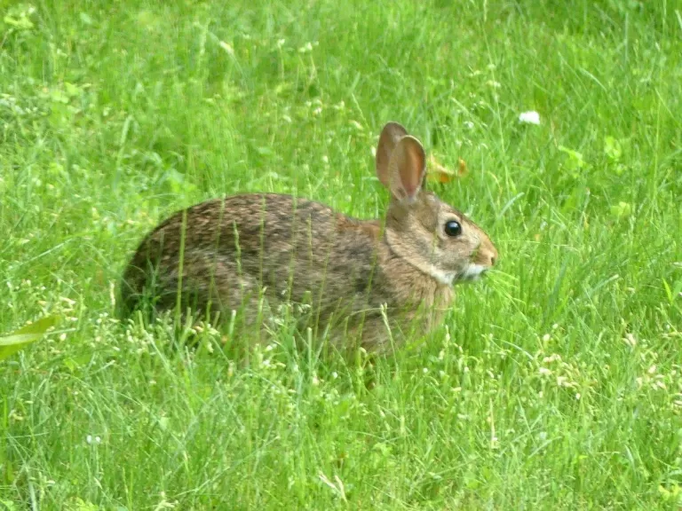 A cotton-tailed rabbit in Lincoln, photographed by Harold McAleer.