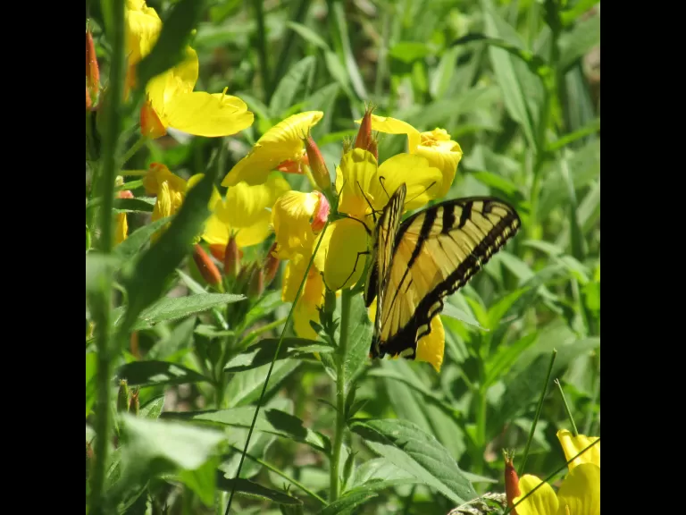 An eastern tiger swallowtail in Stow, photographed by Laura Reiner.
