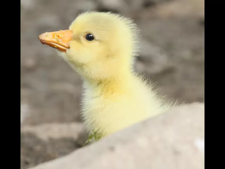 A domestic goose gosling at Hager Pond in Marlborough, photographed by Steve Forman.
