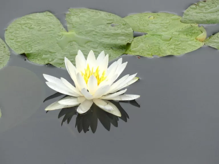 A water lily blossom in Lincoln, photographed by Harold McAleer.
