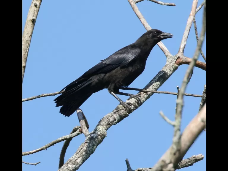 An American crow at Breakneck Hill Conservation Land in Southborough, photographed by Steve Forman.
