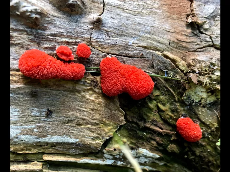 Raspberry slime mold near the Sudbury River in Southborough, photographed by Deborah Costine.