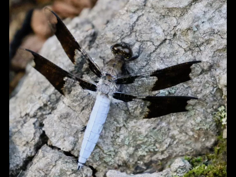 A common whitetail dragonfly at Hager Pond in Marlborough, photographed by Steve Forman.