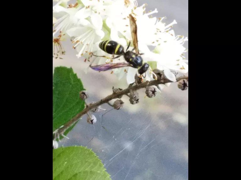 A potter wasp in Northborough, photographed by Marnie Frankian.