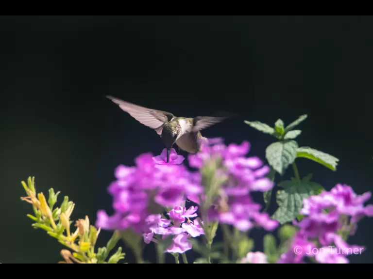 A ruby-throated hummingbird in Bolton, photographed by Jon Turner.