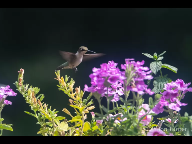 A ruby-throated hummingbird in Bolton, photographed by Jon Turner.