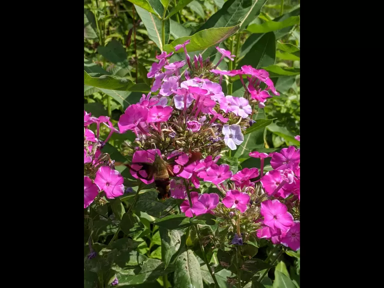 A hummingbird clearwing moth in Stow, photographed by Guy Washburn.