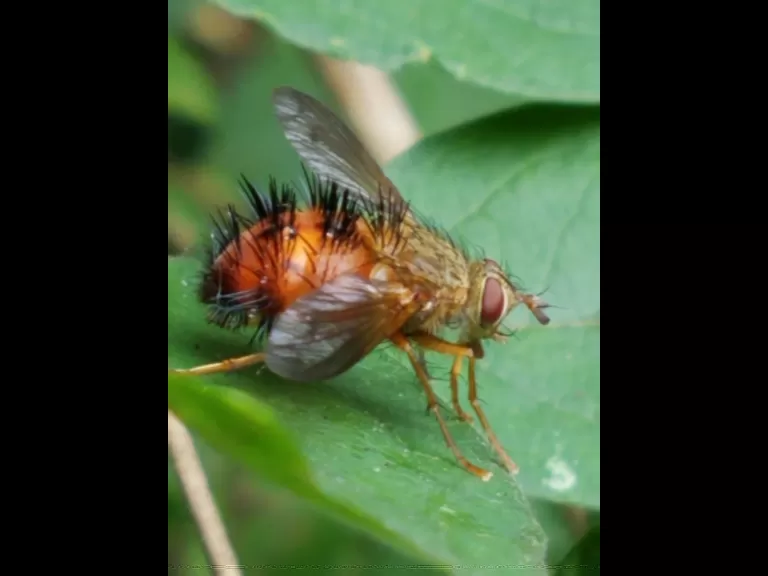 A tachinid fly in Northborough, photographed by Marnie Frankian.