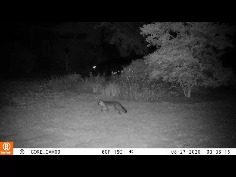 A gray fox in Sudbury, photographed with an automatically triggered wildlife camera by Tom McGowan.