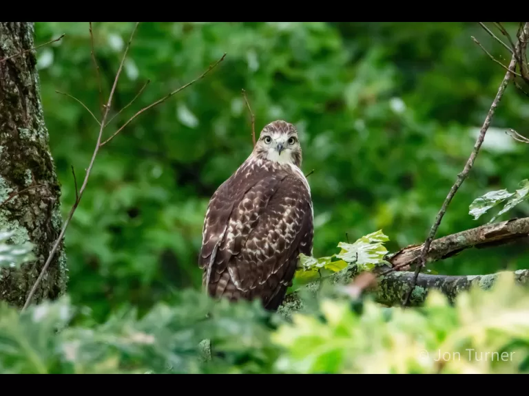 A red-tailed hawk in Bolton, photographed by Jon Turner.