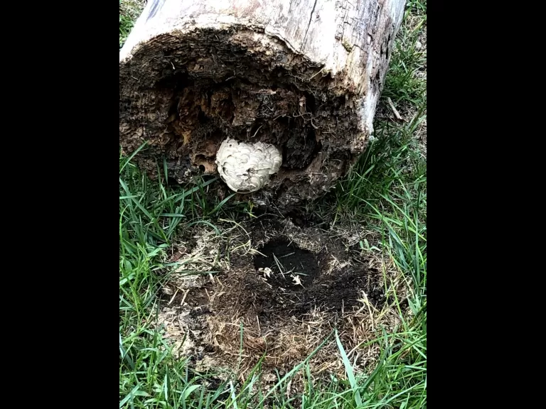 A yellowjacket nest in Southborough, photographed by Deborah Costine.