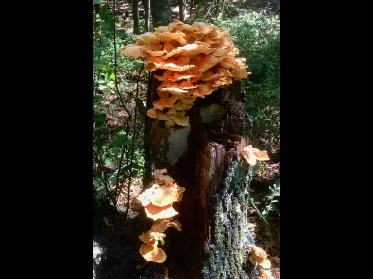 Chicken of the woods in Natick, photographed by Chuck Hill.